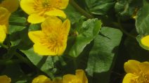Die Sumpf-Dotterblume kann als Leitart für ökologisch wertvolles Feuchtgrünland angesehen werden.
