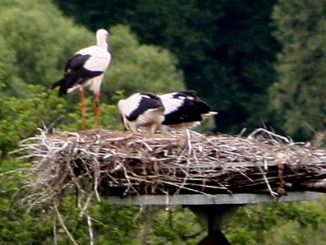 Storch0