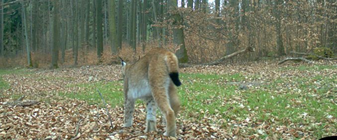 luchs02