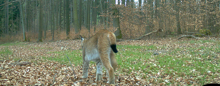 luchs02