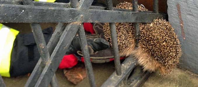 igel_rett1