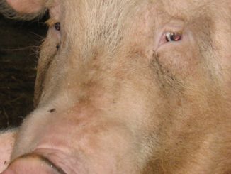 Schwein