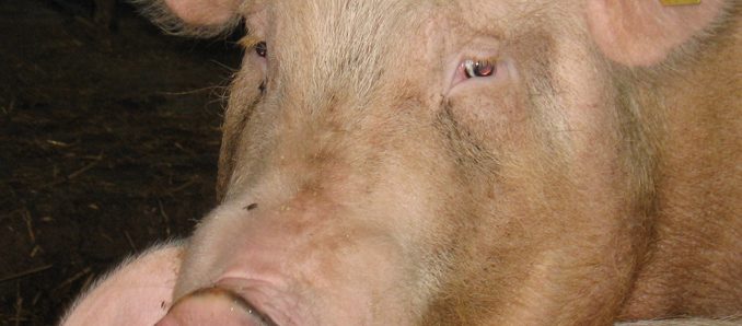 Schwein