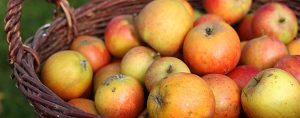 Den Schätzen der Rhöner Streuobstwiesen auf der Spur