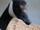 c_gans1
