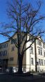 Lindenbaum in der Heinrichstraße wird im Winter gefällt