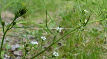 Wiesenleinblatt