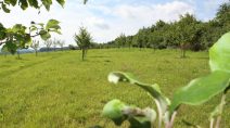 Sinnvoll und idyllisch, aber zumindest stellenweise auch unschön: die Streuobstwiese am Johannesberg