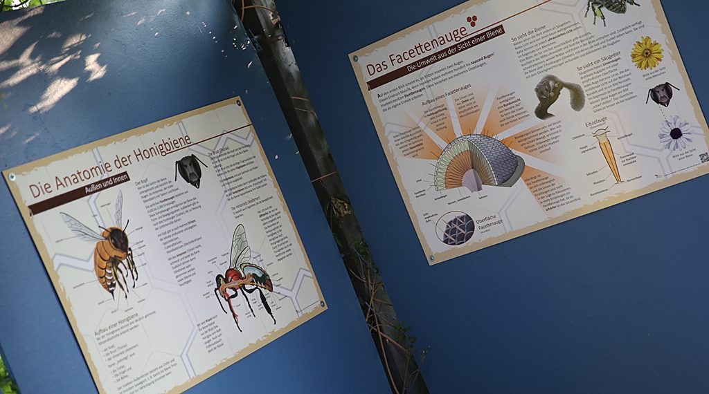 Waren die Bienen in den vergangenen Jahren von der Varromilbe, ihrem Hauptschädling, noch stark befallen, verzeichneten Imker in diesem Jahr, „da die Varromilbe es nicht gerne warm mag“, nur einen mäßigen Befall.