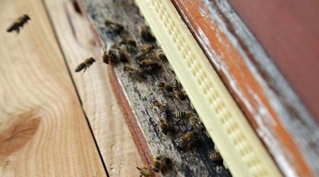 Waren die Bienen in den vergangenen Jahren von der Varromilbe, ihrem Hauptschädling, noch stark befallen, verzeichneten Imker in diesem Jahr, „da die Varromilbe es nicht gerne warm mag“, nur einen mäßigen Befall.