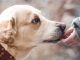 hund_h1