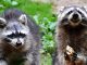 Waschbär wird zur Plage – Bedrohung für heimische Tierarten waschbaer01