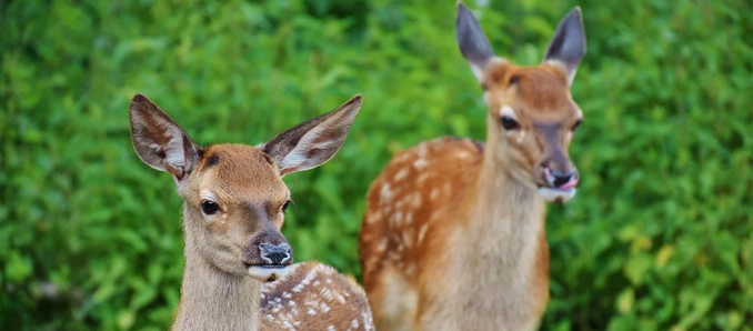 wildpark_gerf