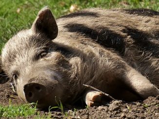 Wildschwein1
