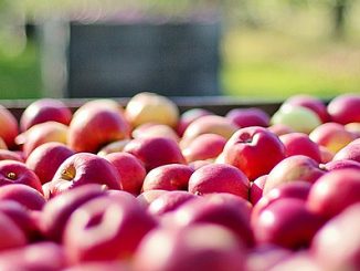 Bioapfel1