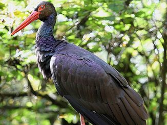 Schwarzstorch01