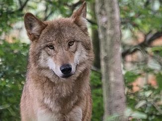 Wolf 10