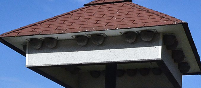 schwalbennester1