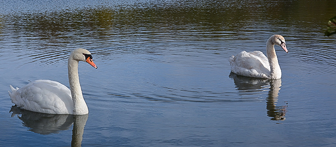 schwan_hf1