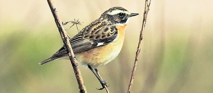 Seltener Rhöner Bergwiesenbewohner ist Vogel des Jahres 2023.