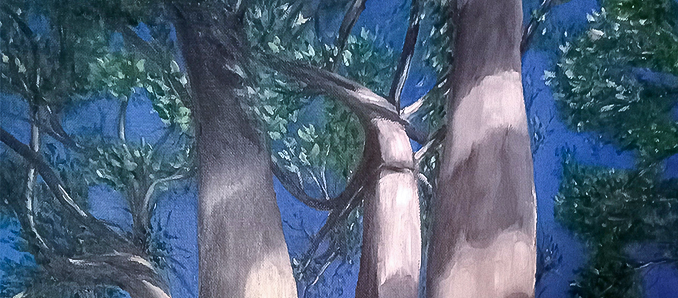 Australischer Eukalyptus. Foto: privat