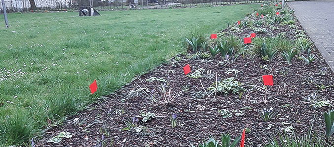 Das Rote sind keine Tulpen, es sind neue „Tretminen“. Foto: privat
