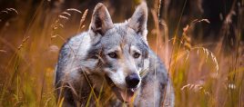 Neues Wolfsterritorium „Heringen (Werra) im Landkreis Hersfeld-Rotenburg ausgewiesen