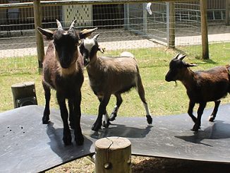 Ziegennachwuchs