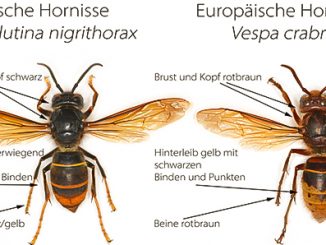 Hornisse1