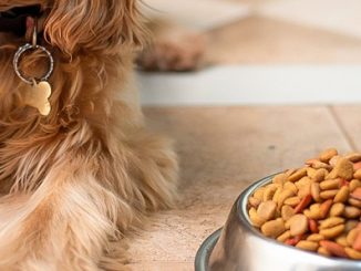 Hundefutter