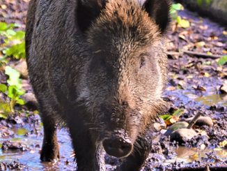 Wildschwein1