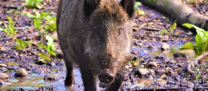 wildschwein1 Wildschwein1