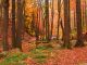 Herbst2