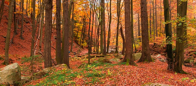 Herbst2
