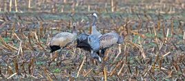 Mit dem Vogelzug steigt die Gefahr: Veterinäramt warnt vor Geflügelpest
