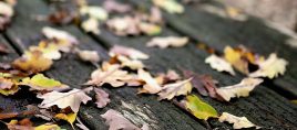 Hessen erwartet überwiegend trockenes Herbstwetter