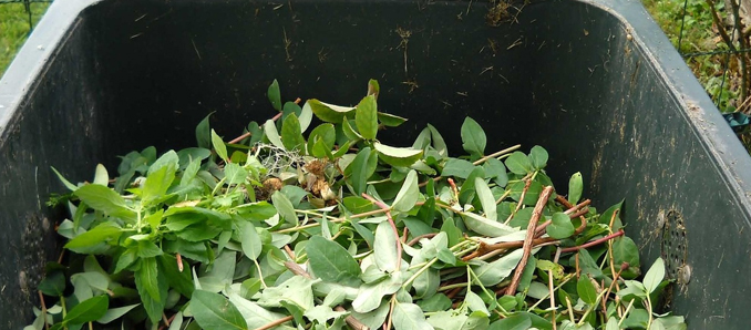 Biotonne1