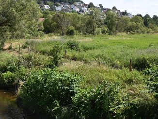Bueffelherde1