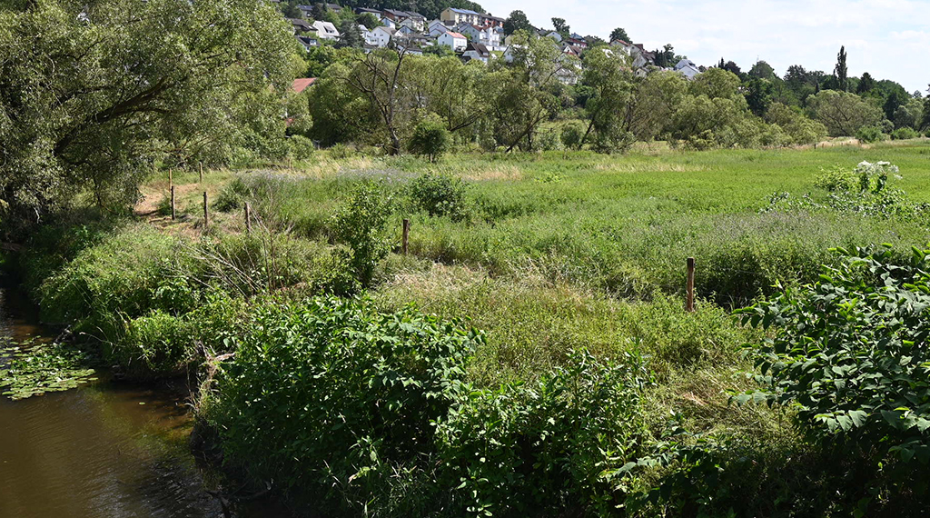 Bueffelherde1