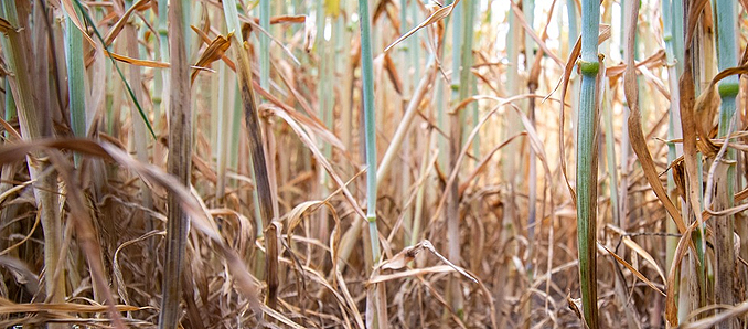Hitze kostet die deutsche Landwirtschaft Millionen